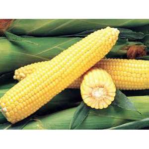 Джубілі F1 - кукурудза цукрова, 100 000 насіння, Syngenta (Сингента), Голландія фото, цiна